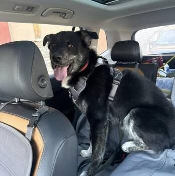 Husky Dogs Available for Adoption - Kongo | PetCurious