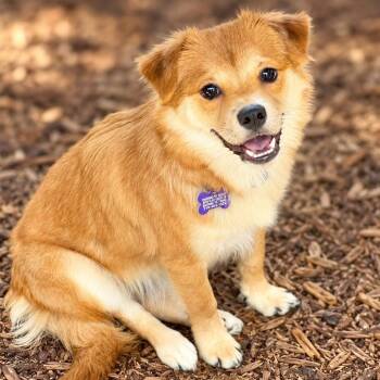 Greta -  Spitz and Spaniel Dog for Adoption in Boerne, Texas - Greta | PetCurious
