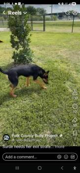 Shepherd Dogs Available for Adoption in Lakeland, Florida - Surge | PetCurious