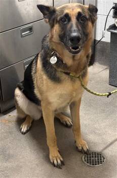 ARIAH -  German Shepherd Dog Dog for Adoption - ARIAH | PetCurious