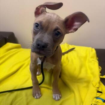 Tater Jim -  Boxer and Mixed Breed Dog for Adoption in Chicago, Illinois - Tater Jim | PetCurious
