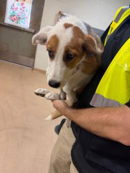 Jazzy -  Shepherd and Hound Dog for Adoption in Nacogdoches, Texas - Jazzy | PetCurious