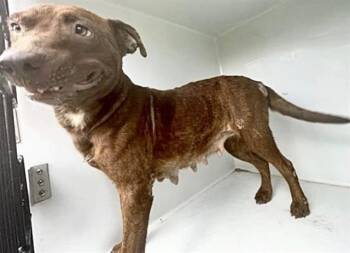 A658475 -  Pit Bull Terrier Dog for Adoption in Houston, Texas - A658475 | PetCurious