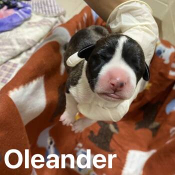 Rescue Beagle and Terrier Dogs for Adoption in Jacksboro, Tennessee - Oleander | PetCurious
