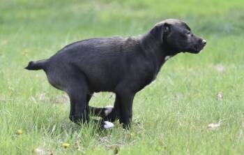 Australian Shepherd and Labrador Retriever Dogs Available for Adoption in Mechanicsburg, Pennsylvania - Clint | PetCurious