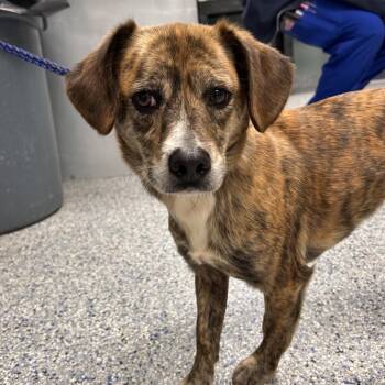 Tigger -  Basset Hound and Beagle Dog for Adoption in Greenville, South Carolina - Tigger | PetCurious