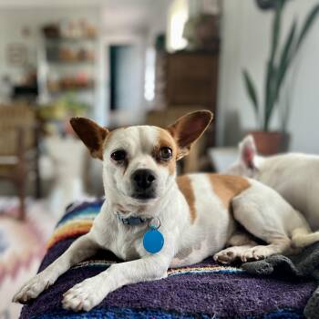 Bee Bop -  Chihuahua Dog Available for Adoption in Marfa, Texas - Bee Bop | PetCurious