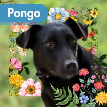 Pongo (Lulu) -  Labrador Retriever and Greyhound Dog for Adoption in Lawrenceburg, Tennessee - Pongo (Lulu) | PetCurious