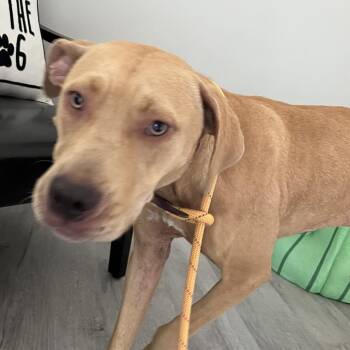 Zoey -  Pit Bull Terrier Dog for Adoption in Richmond Hill, Georgia - Zoey | PetCurious