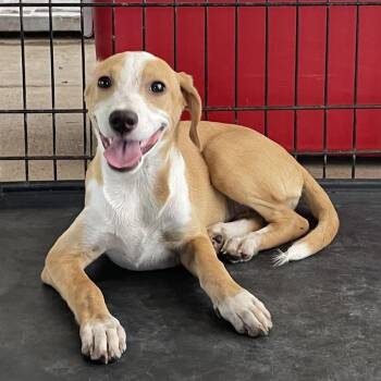 Cranberry -  Shepherd Dog for Adoption in Edinburg, Texas - Cranberry | PetCurious