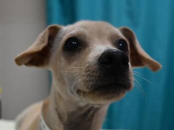 Jack -  Chihuahua Dog for Adoption in Portland, Oregon - Jack | PetCurious