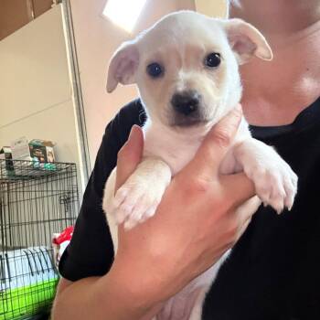 DOLLY -  Chihuahua Dog for Adoption in Chico, California - DOLLY | PetCurious