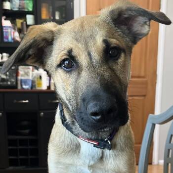Tony -  German Shepherd Dog and Mixed Breed Dog for Adoption in Bellingham, Washington - Tony | PetCurious