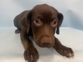 Reba -  Labrador Retriever and Mixed Breed Dog for Adoption in Minneapolis, Minnesota - Reba | PetCurious