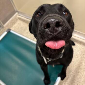 Arnold -  Black Labrador Retriever and Mixed Breed Dog for Adoption in Nashville, Indiana - Arnold | PetCurious