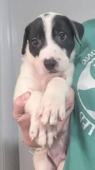 Arthur -  Pit Bull Terrier and Shepherd Dog for Adoption in Oxford, Michigan - Arthur | PetCurious