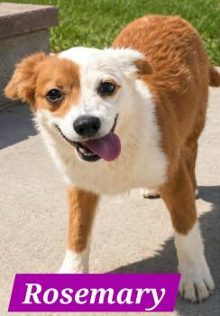 Rosemary Mae -  Australian Shepherd Dog for Adoption in Minneapolis, Minnesota - Rosemary Mae | PetCurious