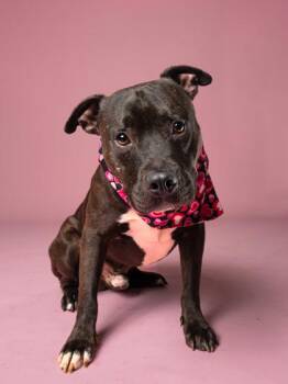 Stitch -  Pit Bull Terrier and Mixed Breed Dog for Adoption in Atlanta, Georgia - Stitch | PetCurious