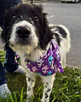 Rescue Terrier and Poodle Dogs for Adoption in New York, New York - Rosie | PetCurious