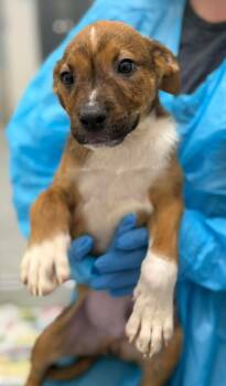 Rescue Shepherd and American Bulldog Dogs for Adoption in Georgina, Ontario - Rascal | PetCurious