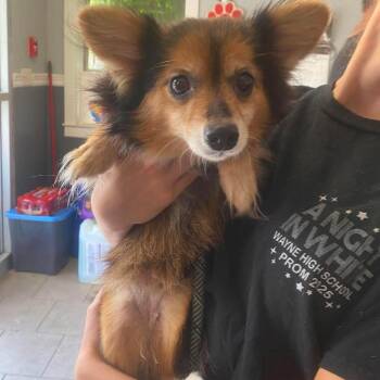 Historia Stray Hold 8/25 -  Mixed Breed Dog for Adoption in Huntington, West Virginia - Historia Stray Hold 8/25 | PetCurious