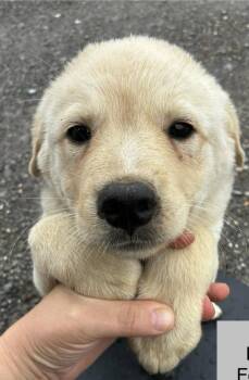 Polar -  Shepherd and Labrador Retriever Dog for Adoption in Colorado Springs, Colorado - Polar | PetCurious