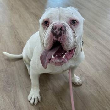 Stanley -  English Bulldog and Mixed Breed Dog for Adoption in Lyndhurst, Virginia - Stanley | PetCurious