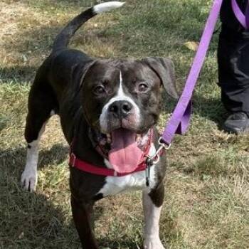 Midnight -  Pit Bull Terrier Dog for Adoption in Worcester, Massachusetts - Midnight | PetCurious
