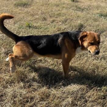 Rescue Shepherd and Mixed Breed Dogs for Adoption in Hackett, Arkansas - Bruno 2 | PetCurious