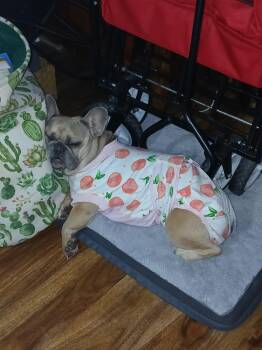 Cha Cha -  French Bulldog Dog for Adoption in Plano, Texas - Cha Cha | PetCurious