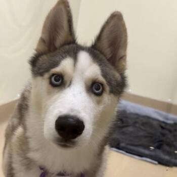 Denali -  Siberian Husky Dog for Adoption in Walnut Creek, California - Denali | PetCurious