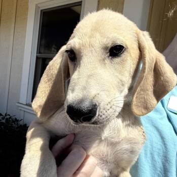 Gala -  Great Pyrenees and Great Dane Dog for Adoption in Goleta, California - Gala | PetCurious