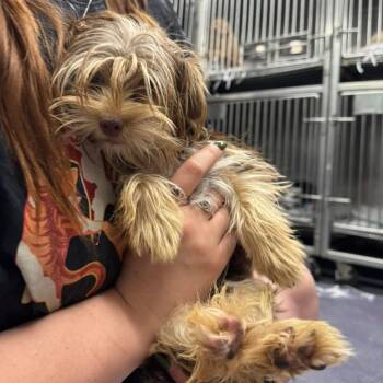 Playdoh -  Mixed Breed Dog for Adoption in Edwardsville, Illinois - Playdoh | PetCurious