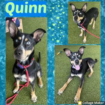 Quinn -  Husky and Shepherd Dog for Adoption in Clearfield, Pennsylvania - Quinn | PetCurious