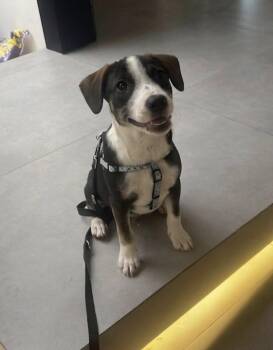 Patch -  Beagle and Terrier Dog for Adoption in Escondido, California - Patch | PetCurious