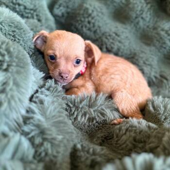 Lucky -  Chihuahua and Mixed Breed Dog for Adoption in Sacramento, California - Lucky | PetCurious