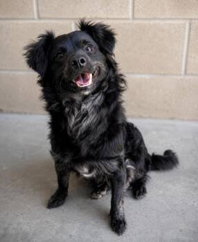 Gizmo -  Schipperke and Poodle Dog for Adoption in Lathrop, California - Gizmo | PetCurious
