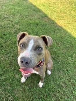 Moonpie -  Pit Bull Terrier Dog for Adoption in Fayetteville, Arkansas - Moonpie | PetCurious