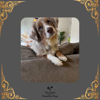 Bear -  Australian Shepherd Dog for Adoption in Cumberland, Rhode Island - Bear | PetCurious