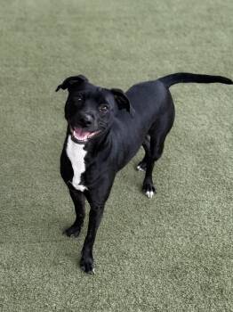 Rescue Labrador Retriever and Chihuahua Dogs for Adoption in Boulder City, Nevada - Thelma | PetCurious