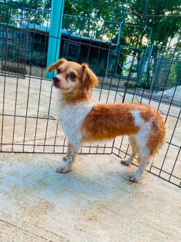 Rachel -  Chihuahua and Shih Tzu Dog for Adoption in Milford, New Hampshire - Rachel | PetCurious