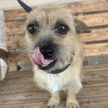 PENELOPE -  Brussels Griffon Dog for Adoption in St. Augustine, Florida - PENELOPE | PetCurious