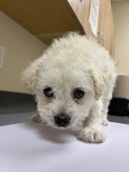 Cocker Spaniel and Poodle Dogs Available for Adoption in Kennewick, Washington - Rosie | PetCurious