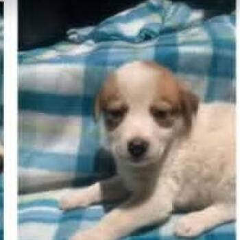 Myrtle -  Australian Shepherd and Mixed Breed Dog for Adoption - Myrtle | PetCurious