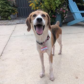 Wagnes -  Hound Dog for Adoption in Wake Forest, North Carolina - Wagnes | PetCurious