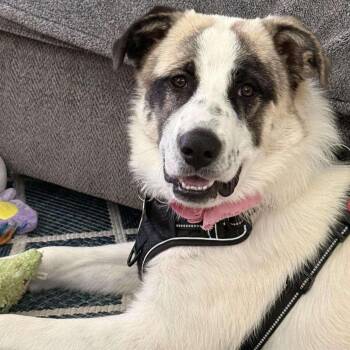 Rosie -  Great Pyrenees Dog for Adoption in Krum, Texas - Rosie | PetCurious