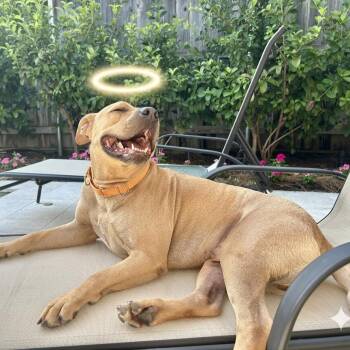 Nick (Reduced Rover) -  Yellow Labrador Retriever and Terrier Dog for Adoption in Abbotsford, British Columbia - Nick (Reduced Rover) | PetCurious