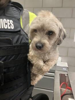 Mixed Breed Dogs Available for Adoption - A1280881 | PetCurious