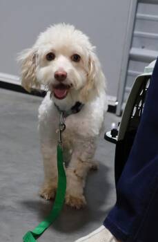 Pee-Wee -  Bichon Frise and Maltese Dog for Adoption in Cromwell, Kentucky - Pee-Wee | PetCurious