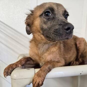 Hazel -  Pit Bull Terrier and Mixed Breed Dog for Adoption in Pennsville Township, New Jersey - Hazel | PetCurious